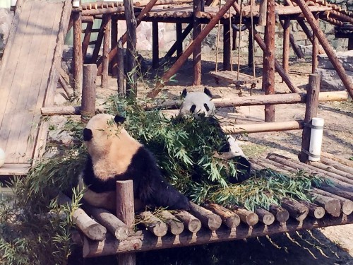 上海動物園