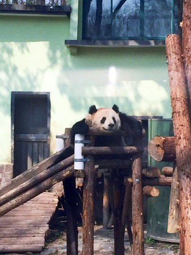 上海動物園