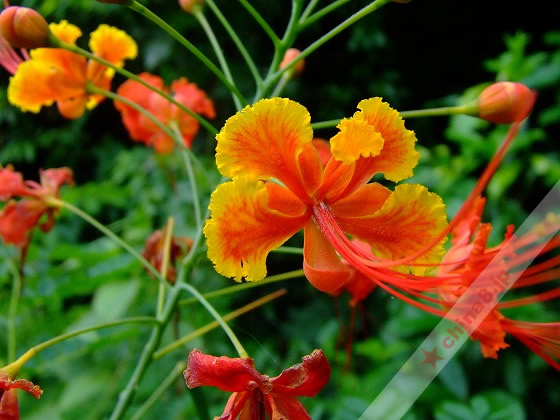 お花は絶対に取っちゃダメ！