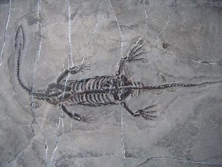 貴州竜化石群