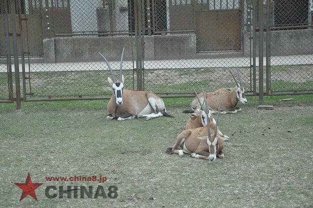 サファリツアー　草食動物