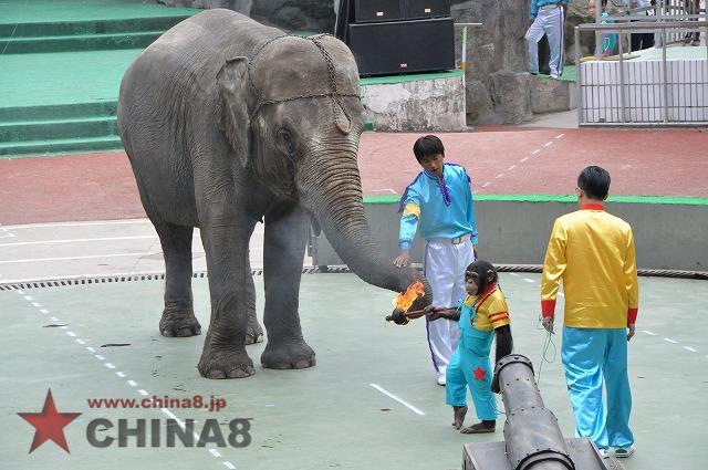 動物オリンピック　トーチリレー