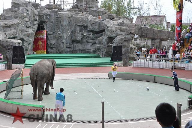 動物サッカー