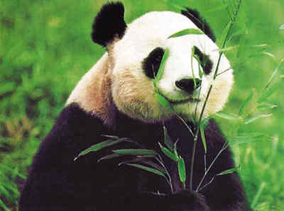 お見逃し無く！パンダがあなたの目の前に！！！＜パンダ特別見学＞