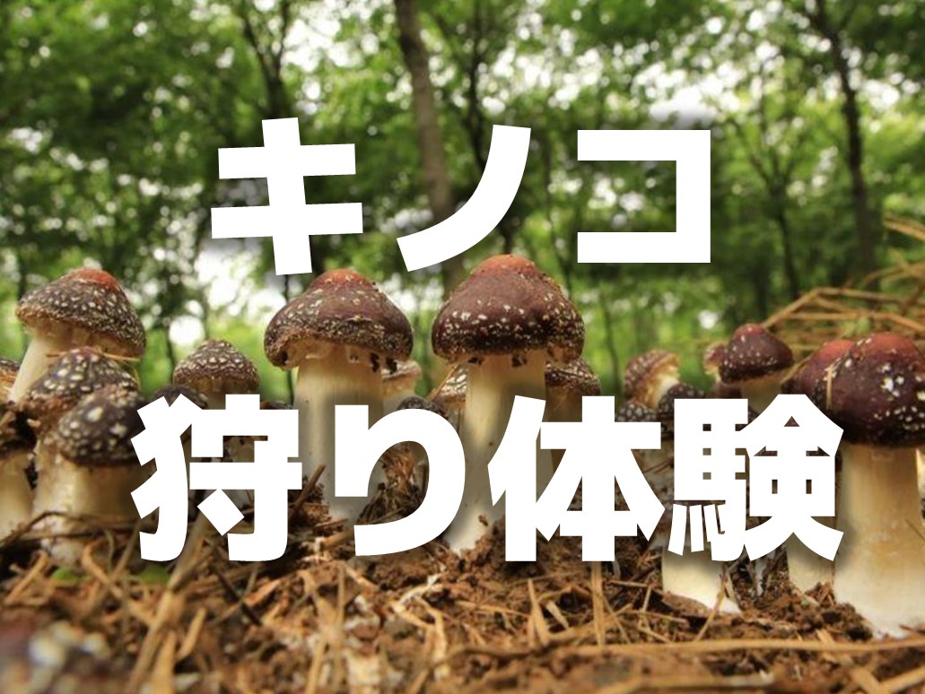 上海郊外農園のふれあい：キノコ狩り＆多肉植物の寄せ植えツアー