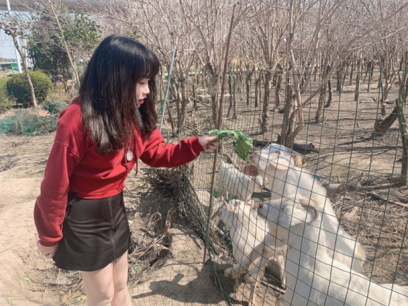 ヒツジに餌やり