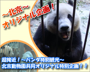 超接近！パンダ特別観光～北京動物園と当社のオリジナル特別企画！